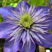 Heirloom Non-GMO Blue Clematis Flower Seeds for Planting – Vibrant Climbing Vine Bloom Seeds