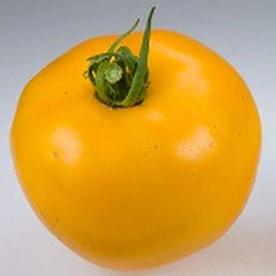 Goliath - Sunny for planting in home garden