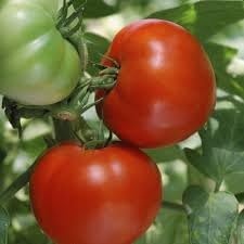 Burbank Tomato Seeds for Planting, 100 pcs