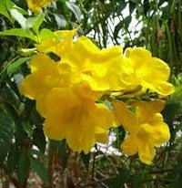 Tecoma Stans Flower Seeds – Heirloom Non-GMO Seeds for Bright and Tropical Garden Planting