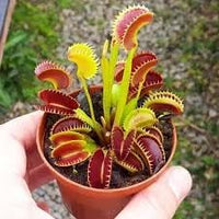 Heirloom Non-GMO Venus Plant Seeds for Unique Carnivorous Garden and Terrarium Planting
