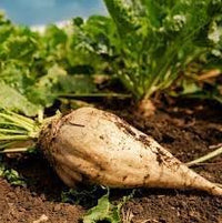 Beet Seeds for Planting - 100 pcs