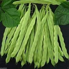 Green Bush Bean Vegetable Seeds for Planting - heirloom & Non GMO Seeds