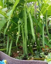 Vigna Seeds for Home Garden, 100 pcs