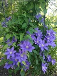 Organic Climbing Perennial Flower Seeds for Planting – Heirloom, Non-GMO