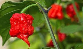 Carolina Vegetable Seeds for Planting, 100 pcs