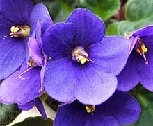 Seeds (Seeds scientific name) for planting in garden