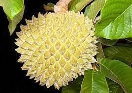 Annona Purpurea Fruit Seed Pack for Exotic Fruit Growth 100 pcs