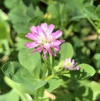 Heirloom Non-GMO Persian Clover Flower Seeds for Planting – Blooms for Pollinator Gardens