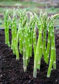 Asparagus Asparagus officinalis seeds for garden planting