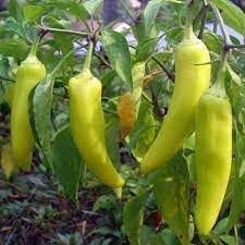 Banana Pepper Seeds for Planting, 100 pcs