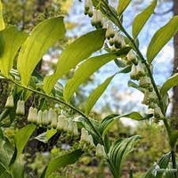 Heirloom Non-GMO Polygonatum Flower Seeds – Shade-Loving Arching Blooms for Garden Planting