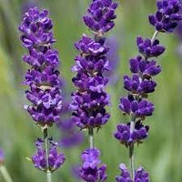 Heirloom Non-GMO Angustifolia Flower Seeds for Garden Planting – Drought-Tolerant Blooms