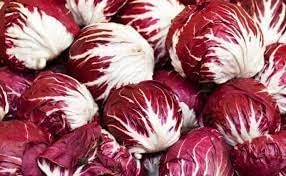 Radicchio Cichorium intybus seeds for garden planting
