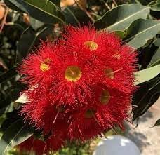 Heirloom Non-GMO Corymbia Ficifolia Flower Seeds for Planting – Colorful Ornamental Tree Blooms - Non-GMO for planting in home garden