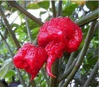 Carolina Vegetable Seeds for Planting, 100 pcs