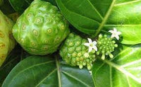 Morinda Citrifolia Fruit Seeds for Cultivation – 5 Seeds 100 pcs