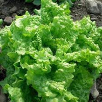 Lettuce Vegetable Seeds for Planting - 100 pcs