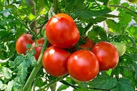 Giant Tomato Seeds for Planting, Red, 100 pcs