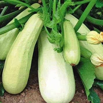 Bianco Di Trieste Zucchini Seeds for Planting - 100 pcs