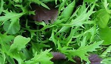Mixed Salad greens seeds for garden planting