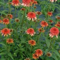 Orange Red Echinacea Secret Lust Wildflower Seeds for Planting -Hierloom Flower Seeds,GMO Free Seeds