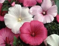 Heirloom Non-GMO Rose Mallow Flower Seeds for Planting