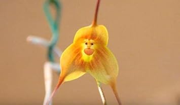Non-GMO Yellow Monkey Face Orchid Flower Seeds for Planting - Heirloom Seeds for Home Garden