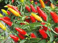 Chili Seeds for Planting, 100 pcs