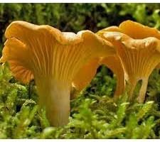 Girolle Mushroom Vegetable Seeds for Planting heirloom & Non-GMO Seeds