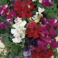 Sweet Pea Cupid Flower Seeds – Heirloom Non-GMO Seeds for Fragrant and Compact Garden Planting