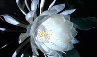 Silver Epiphyllum Flower Seeds 100 pcs