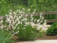 Heirloom Gaura Flower Seeds for Garden Planting, Non-GMO, Graceful Blooms for Pollinator Gardens