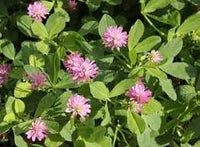 Heirloom Non-GMO Persian Clover Flower Seeds for Planting – Blooms for Pollinator Gardens - Non-GMO for planting in home garden