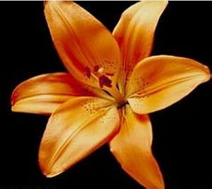 Perfume Lily Flower Seeds for Home & Garden