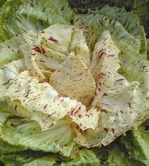 Castelfranco Radicchio Seeds for Planting - 100 pcs