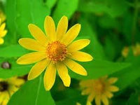 Heirloom Non-GMO Melampodium Flower Seeds for Garden – Bright Long-Lasting Blooms