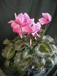 Baby Pink Cyclamen Seeds for Planting – Organic, Heirloom, Non-GMO Flower Seeds