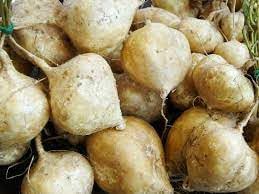 Jicama Vegetable Seeds for Planting heirloom & Non-GMO Seeds