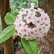 Heirloom Non-GMO Hoya Orchid Flower Seeds – Exotic Tropical Flower Seeds for Planting - Non-GMO for planting in home garden