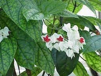 Clerodendrum Thomsonae Flower Seeds for Planting - 100 pcs