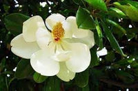 Heirloom Non-GMO Magnoliaceae Flower Seeds for Planting – Fragrant Tree Blooms for Elegant Landscapes