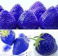 Blue Strawberry Fruit Seeds for Planting - A Sweet and Versatile Fruit for Your Garden 100 pcs