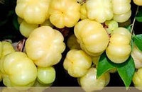 StarFruit Seeds for Growing Sweet and Exotic Tropical Fruit Trees 100 pcs