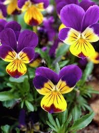 Johnny Jump Ups Flower Seeds – Heirloom Non-GMO Seeds for Colorful and Edible Garden Planting