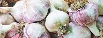 Light Purple Garlic Seeds for Planting - Heirloom & Non-GMO Seeds