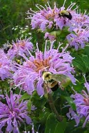 Heirloom Non-GMO Monarda Fistulosa Flower Seeds for Pollinator-Friendly Garden Planting