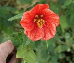 Flower (Flower scientific name) for planting in garden