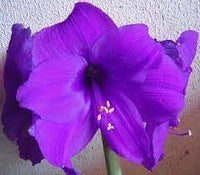 Amaryllis Flower Seeds for Planting 100 -Hierloom Flower Seeds - Flower for planting in home garden