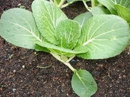 Light green bok choy Brassica rapa seeds for planting in raised beds